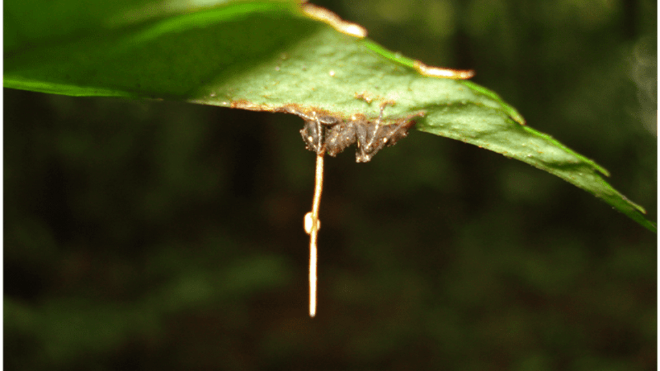 Zombie mravenec Ophiocordyceps unilateralis